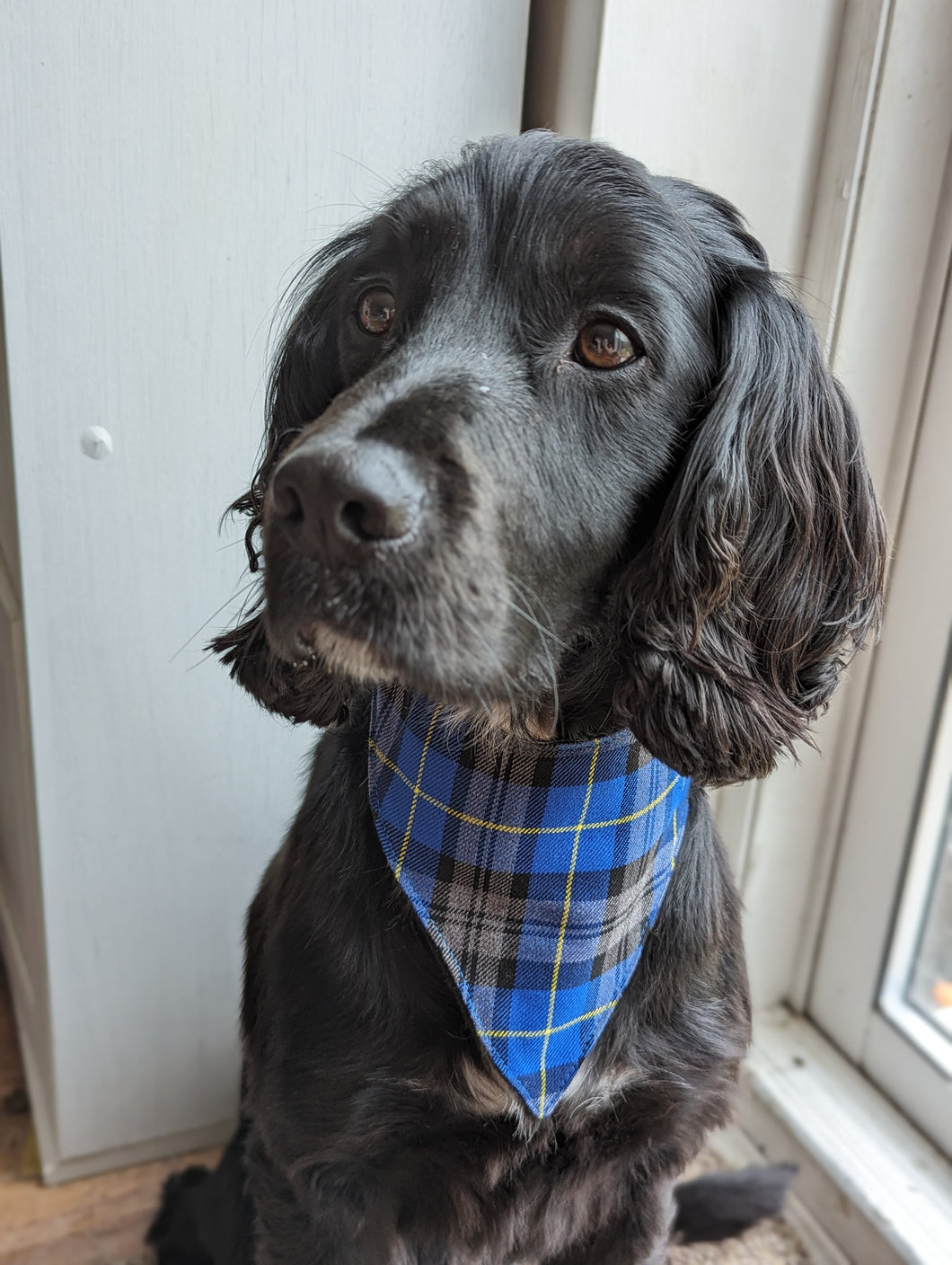 Dog Bandana