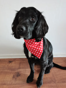 Dog Bandana